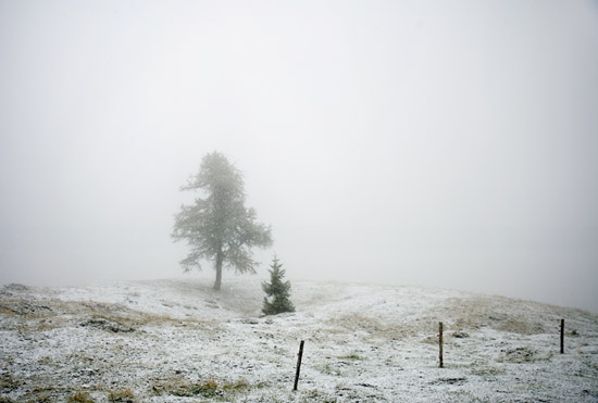 Ccomposition_white_green